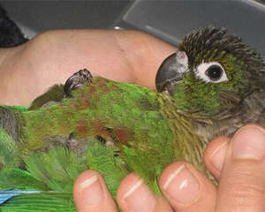 绿颊锥尾鹦鹉的饲养知识