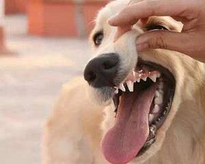 狗狗双排牙 狗狗长了双排牙怎么办