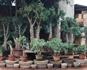 20年的玉树长疯了，每月砍1刀，杆子比大腿还粗，家里变成小森林！