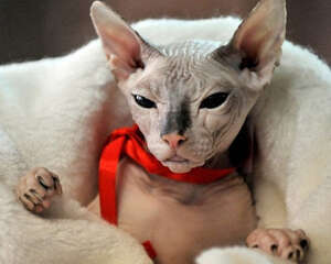 猫咪养护误区之加拿大无毛猫真的没有毛？