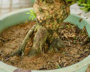 罗汉松掉叶子怎么办