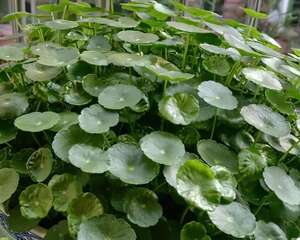 这2种“入侵草”，千万别乱扔，小心没地方落脚！