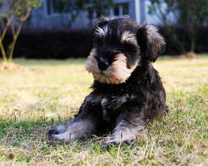 雪纳瑞性格好不好主要跟什么因素有关