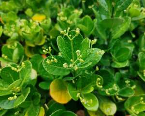 黄杨盆景怎么促芽