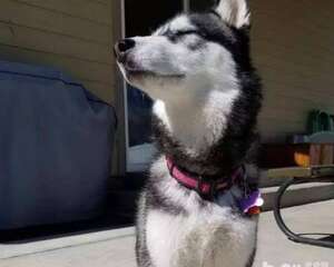 为什么你家的狗狗没把你当主人?