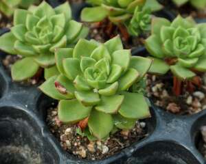 多肉植物的配盆