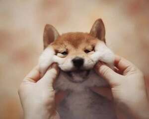 狗狗在吃便便的时候不感觉臭吗？狗狗吃便便的原因有哪些？