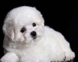 3个月的比熊拉肚子要怎么治疗？