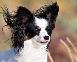 蝴蝶犬为什么养的人少？不养蝴蝶犬的原因