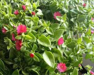 家里没菜了，我把这花炒了吃，老妈气得要打人！