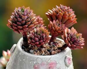 在家养花，千万别用这种盆，养啥都死！