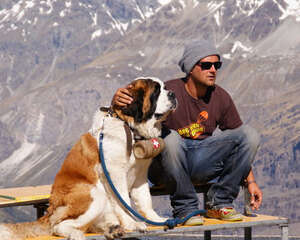 圣伯纳犬粘人程度