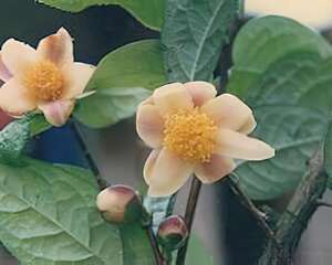 “茶族皇后”金花茶