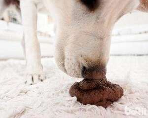 狗狗吃便便，狗狗吃便便的原因有哪些？