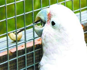 戈芬氏凤头鹦鹉的饲养环境