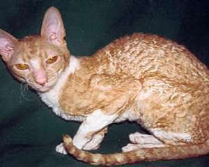 柯尼斯卷毛猫的性格特点