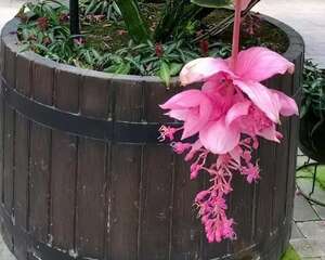 这花冻一冻，春节正好开花，放在客厅有面子！