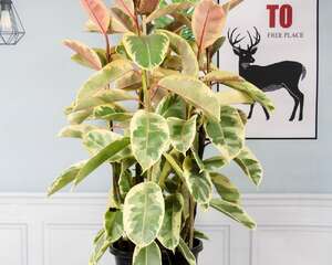 橡皮树叶子发黄怎么回事，怎么补救