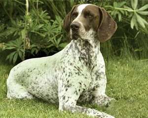 指示犬是什么意思？为什么叫指示犬？