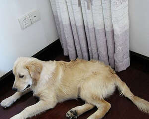 狗可以吹空调吗