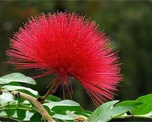 朱缨花