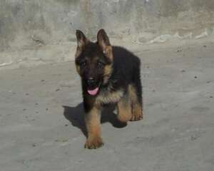 黑背和德牧的区别