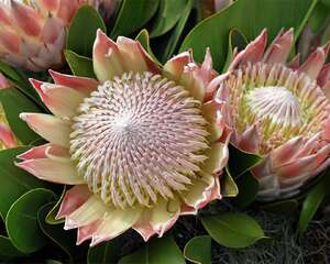 奇葩花卉之霸气系列——海神花