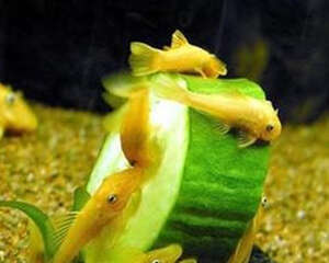 黄金大胡子鱼的繁殖简介