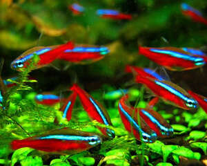 一些以鱼为主的水草造景