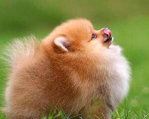 犬瘟后期有什么症状?犬瘟后期症状