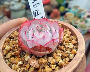 说说广东养肉：怎样才能在广东把多肉养出该有的状态