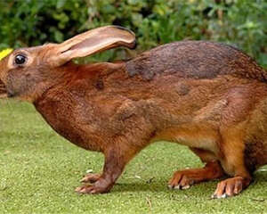 英种小型兔的喂养要点