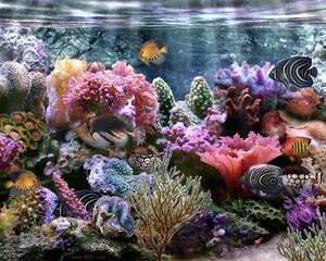 水族箱水质的测试方法