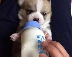 狗狗可以喝奶粉吗，哪种奶粉适合狗狗喝?