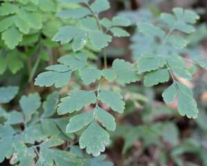 蕨类植物的养殖方法