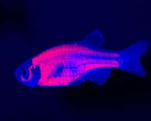 荧光斑马鱼介绍，荧光斑马鱼是什么鱼？