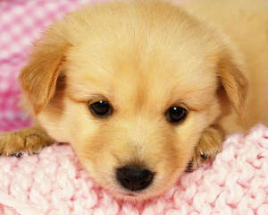 托运宠物要注意什么