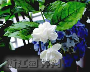 茉莉花期管理 （图）