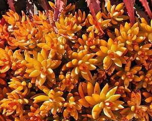 铭月 Sedum nussbaumerianum