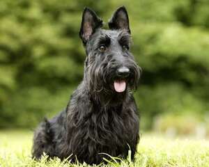 苏格兰梗的品种简介