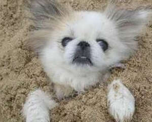 狗狗患老年痴呆的症状