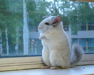 怀孕了还能继续饲养龙猫吗