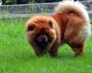 不要总给松狮犬吃肉的原因