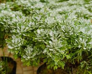 芙蓉菊的养殖方法及注意事项