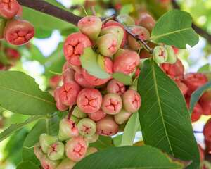 洋蒲桃的繁殖方法