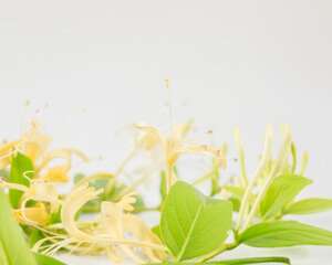 金银花叶子的作用