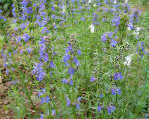 奇花异草——神香草