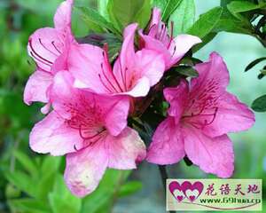 勒杜鹃的花语：永不衰败的热情