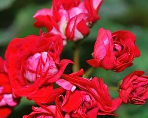 天竺葵蒂娜碗图片