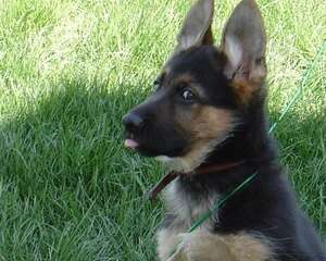 狼狗的寿命到底有多长